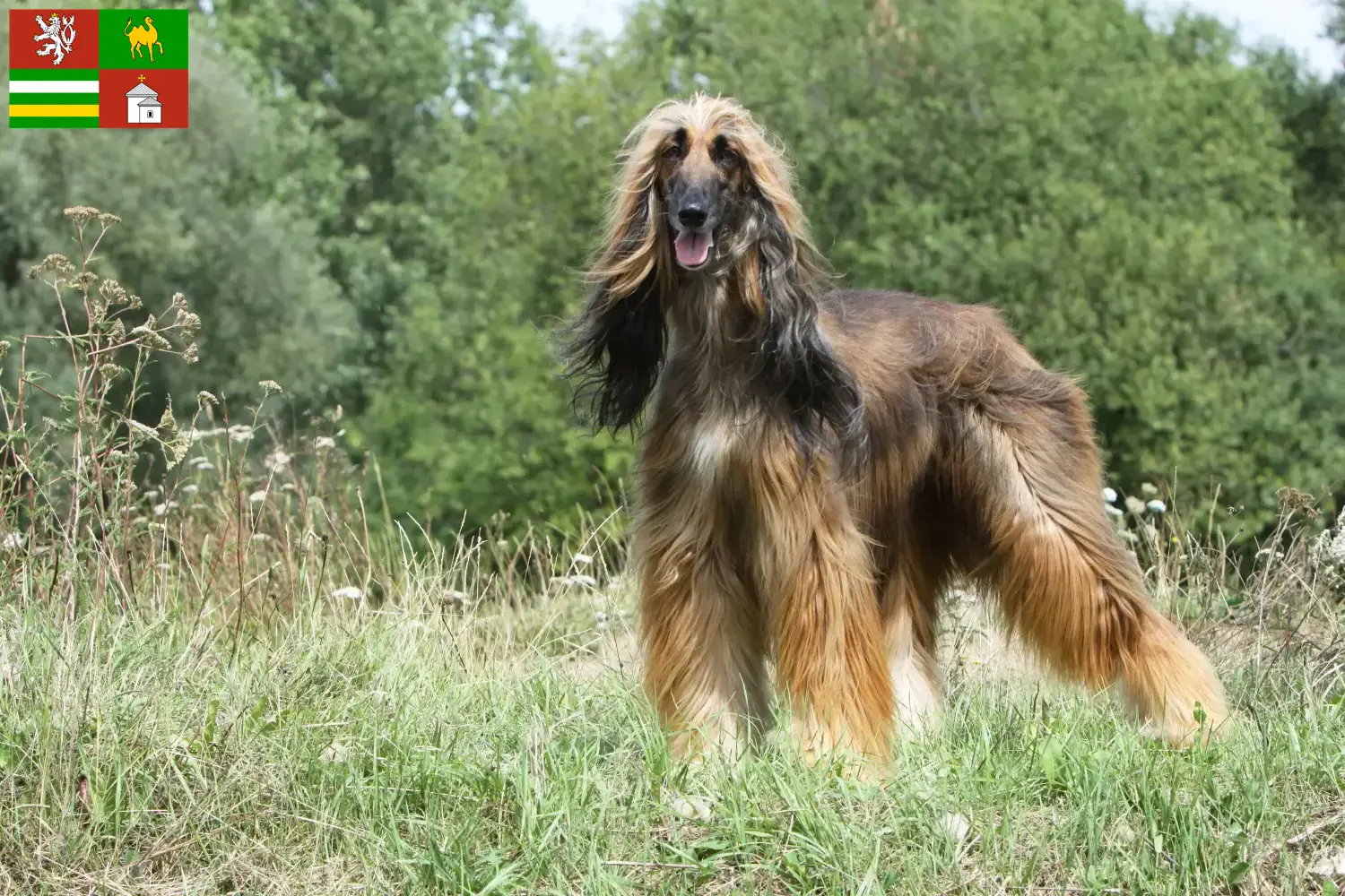 Afghan Hound puppies and breeders Pilsen Find Afghan Hound breeders in Pilsen here.