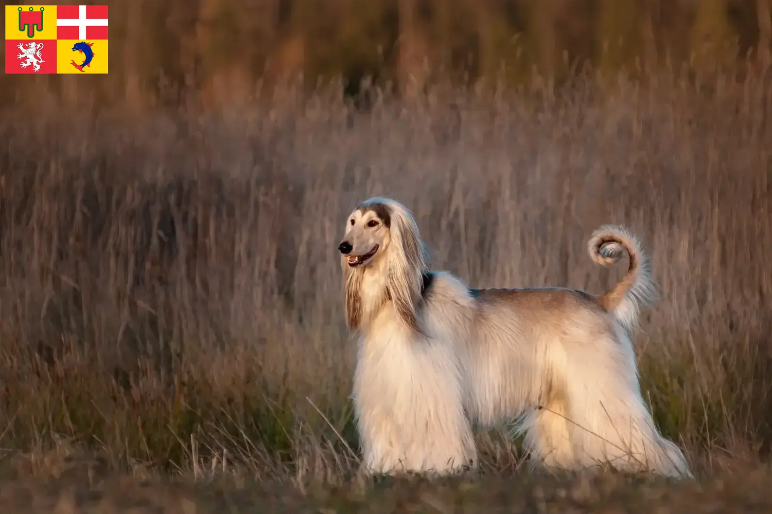 Afghan Hound puppies and breeders Auvergne-Rhône-Alpes Find Afghan Hound breeders in Auvergne-Rhône-Alpes here.