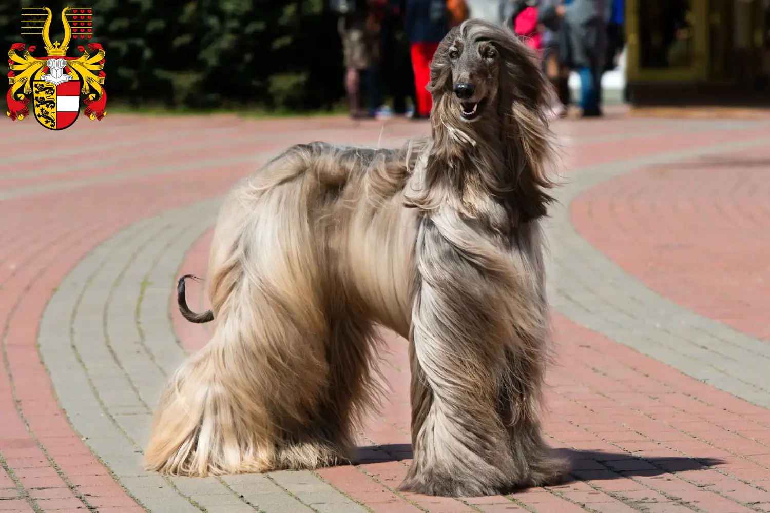 Afghan Hound puppies and breeders Carinthia Here you can find Afghan Hound breeders in Carinthia.