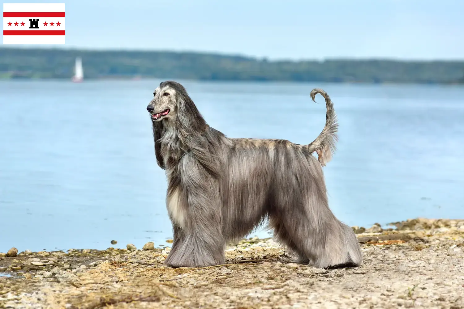Afghan Hound puppies and breeders Drenthe Find Afghan Hound breeders in Drenthe here.