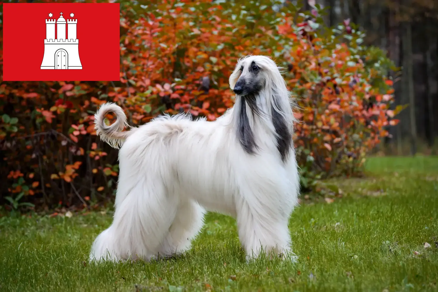 Afghan Hound puppies and breeders Hamburg Find Afghan Hound breeders in Hamburg here.