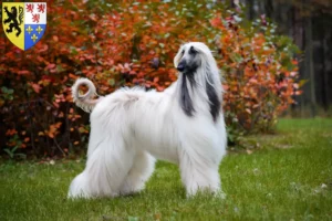 Read more about the article Afghan Hound breeder and puppies in Hauts-de-France