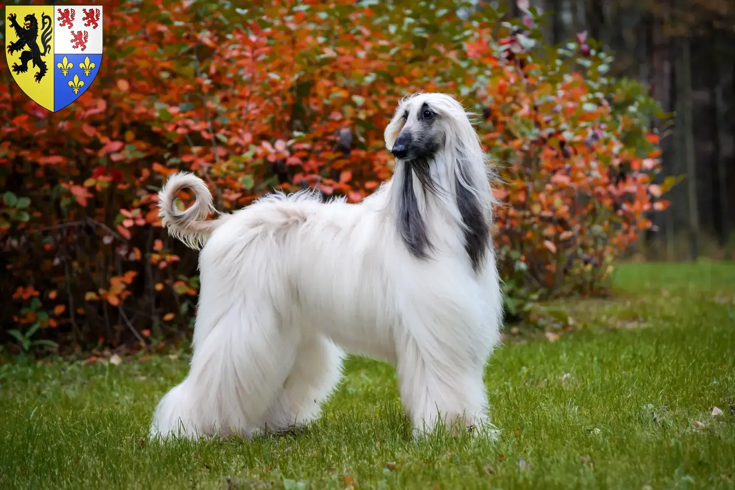 Afghan Hound puppies and breeders Hauts-de-France Find Afghan Hound breeders in Hauts-de-France here.