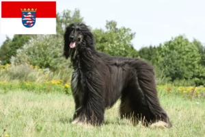 Read more about the article Afghan Hound breeders and puppies in Hesse