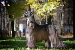 Read more about the article Afghan Hound breeder and puppies in Hovedstaden
