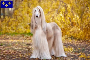 Read more about the article Afghan Hound breeders and puppies in Île-de-France