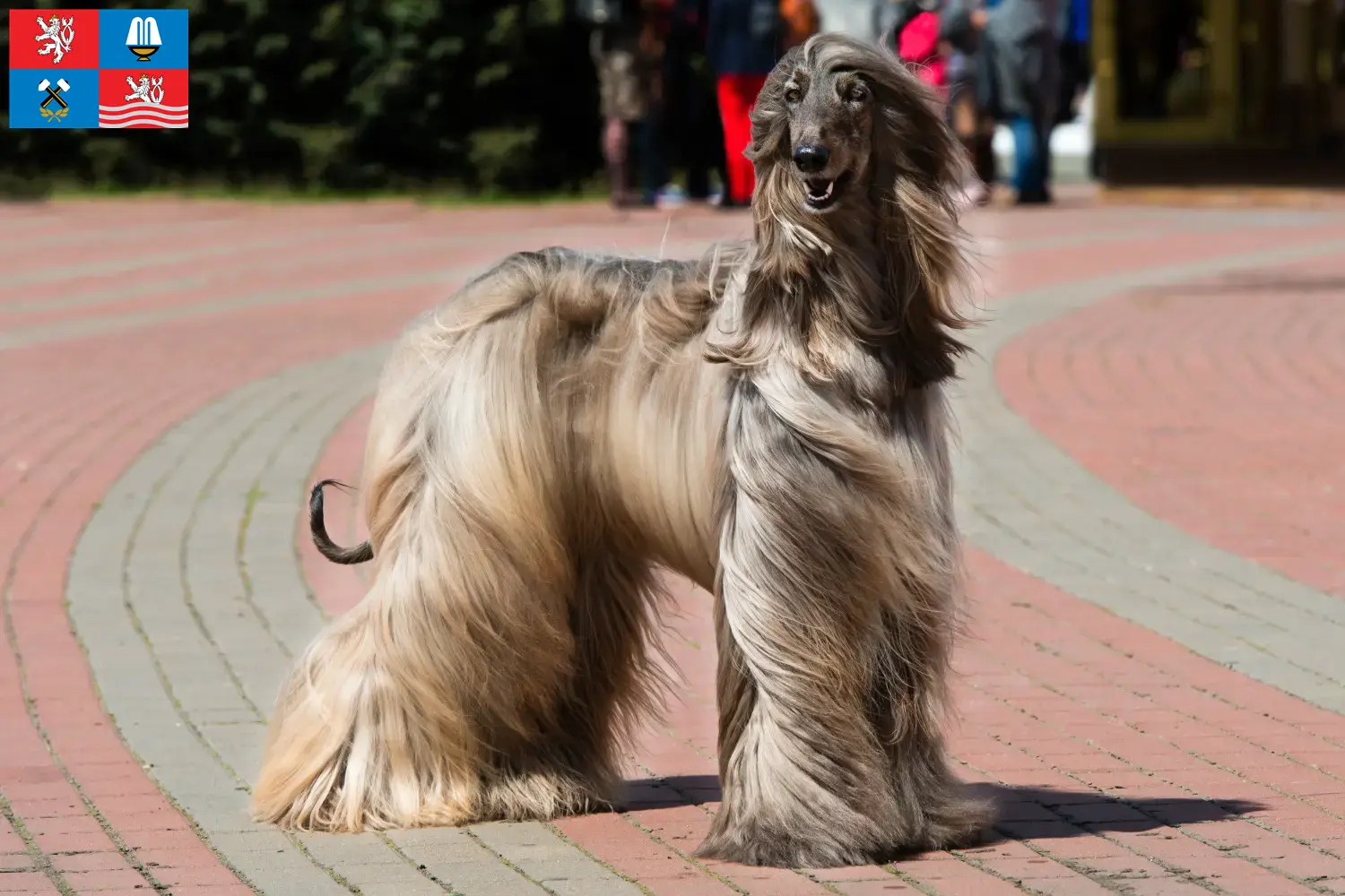 Read more about the article Afghan Hound breeder and puppies in Karlsbad