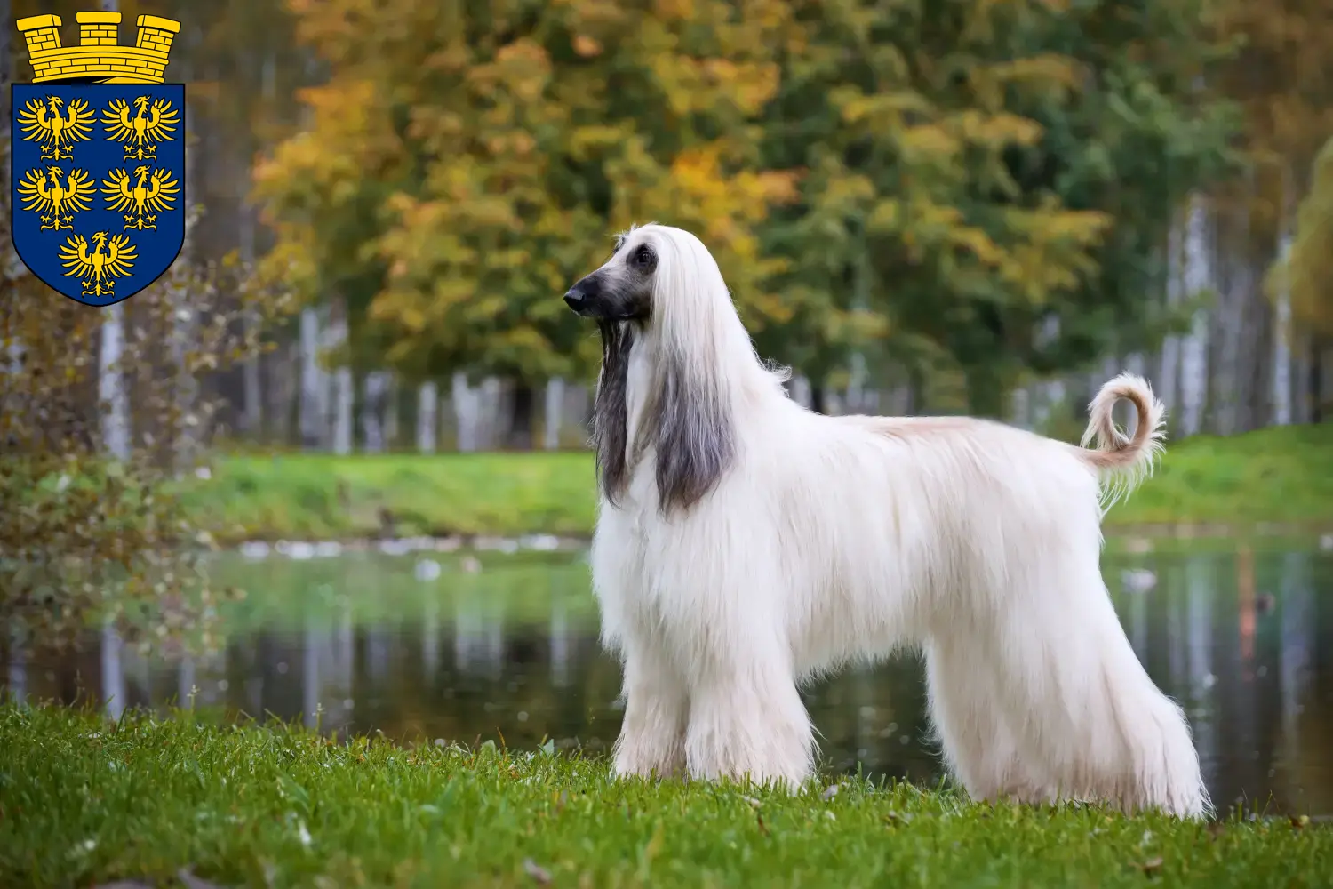 Afghan Hound puppies and breeders Lower Austria Here you can find Afghan Hound breeders in Lower Austria.