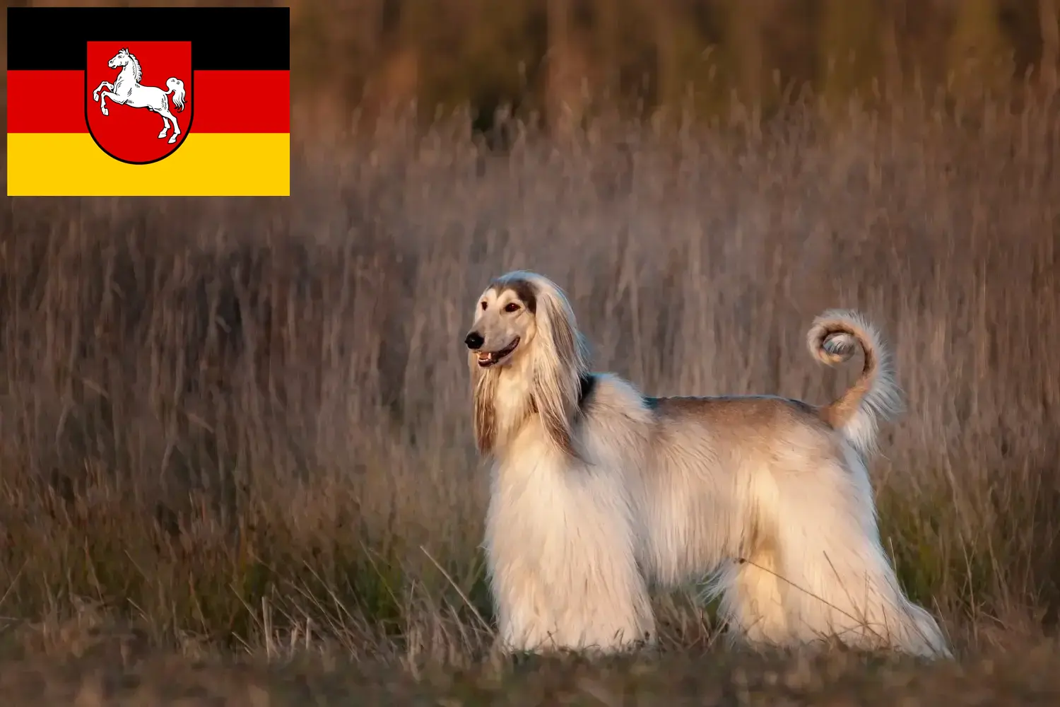 Afghan Hound puppies and breeders Lower Saxony Here you can find Afghan Hound breeders in Lower Saxony.