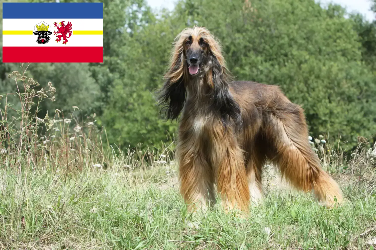 Afghan Hound puppies and breeders Mecklenburg-Vorpommern Here you can find Afghan Hound breeders in Mecklenburg-Vorpommern.