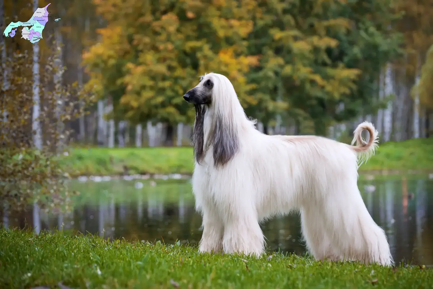 Afghan Hound puppies and breeders Nordjylland Find Afghan Hound breeders in Nordjylland here.