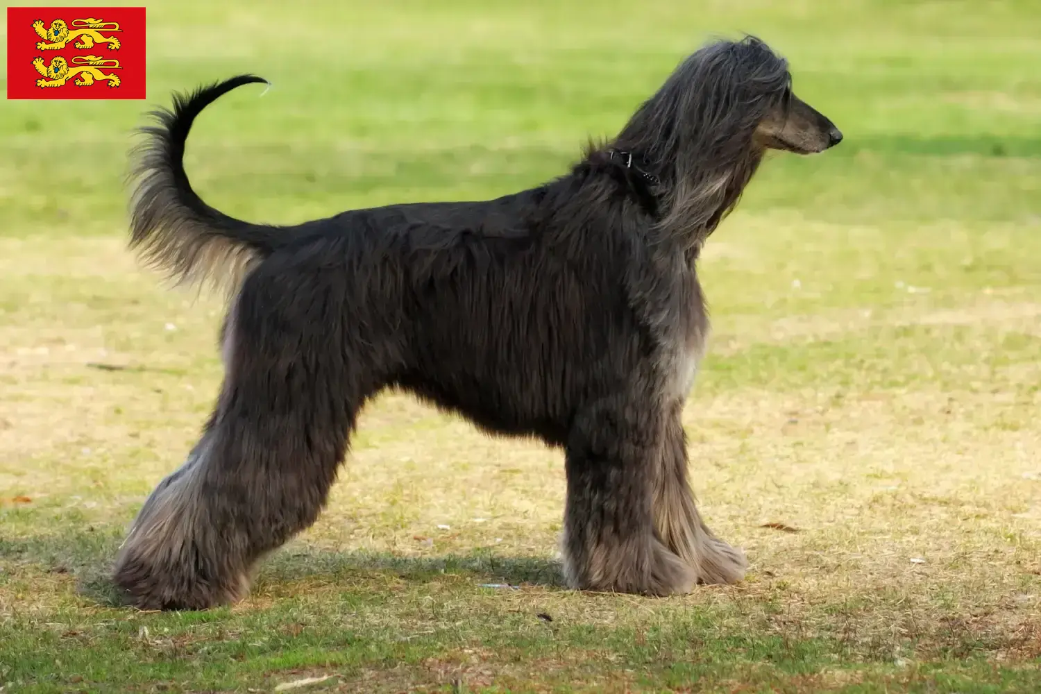 Afghan Hound puppies and breeders Normandy Find Afghan Hound breeders in Normandy here.