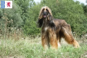 Read more about the article Afghan Hound breeders and puppies in Nouvelle-Aquitaine