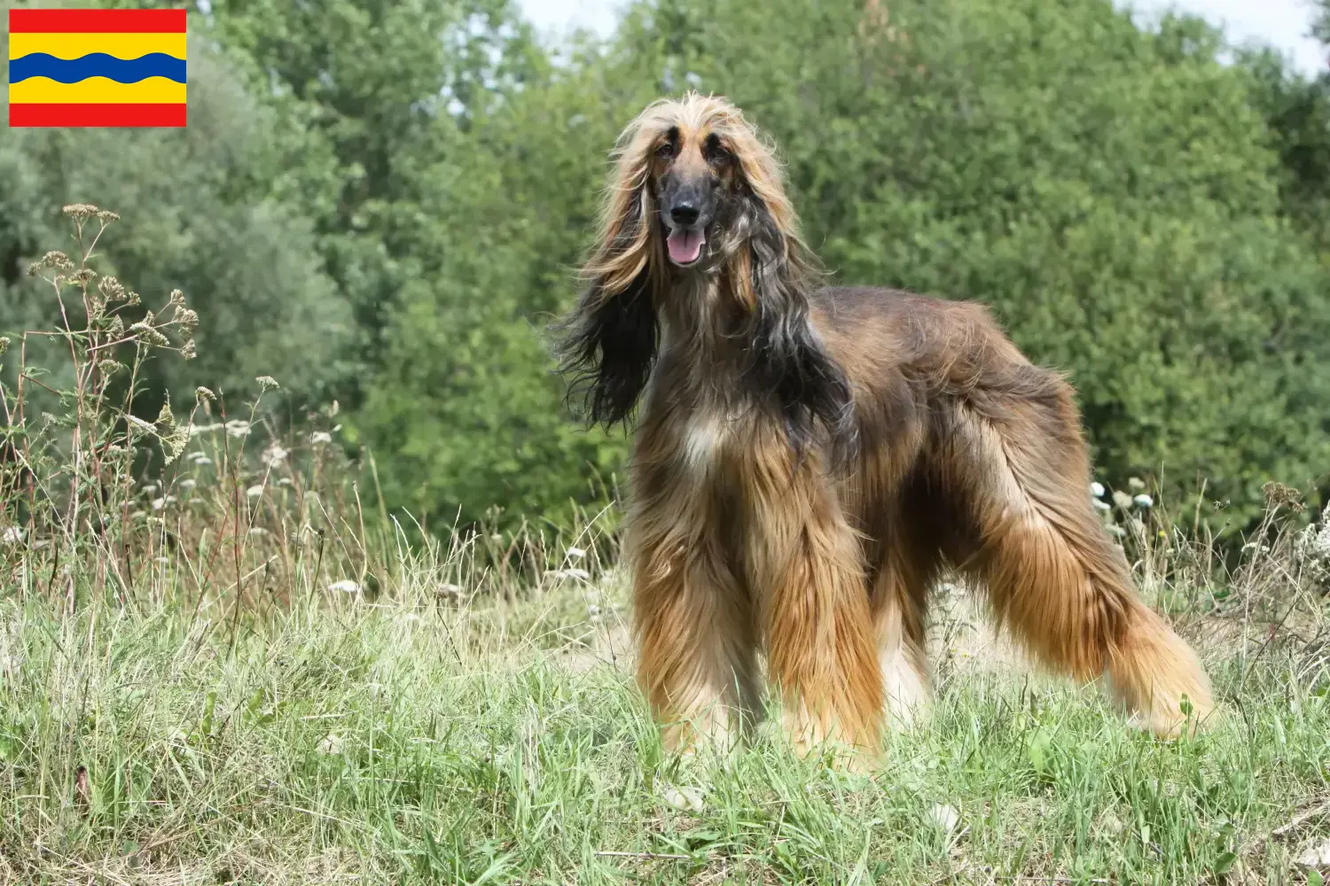 Afghan Hound puppies and breeders Overijssel Find Afghan Hound breeders in Overijssel here.