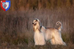 Read more about the article Afghan Hound breeders and puppies in Pays de la Loire
