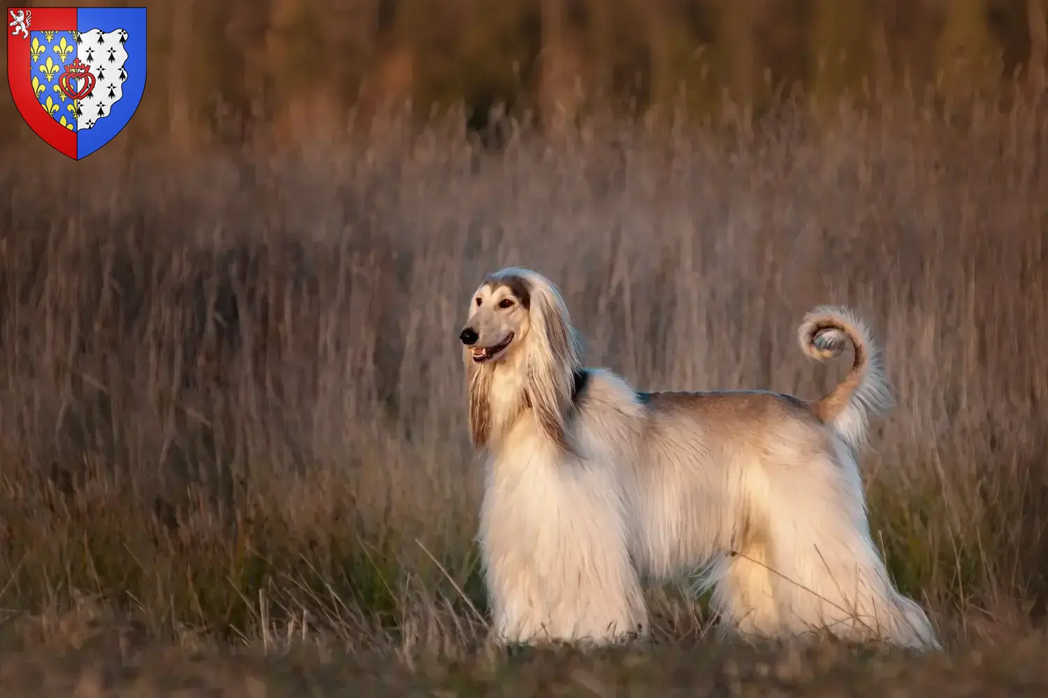 Afghan Hound puppies and breeders Pays de la Loire Find Afghan Hound breeders in Pays de la Loire here.