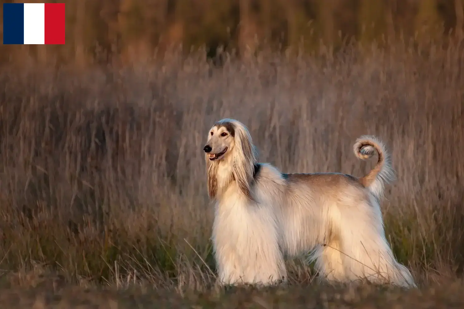 Afghan Hound puppies and breeders Réunion Find Afghan Hound breeders auf Réunion here.