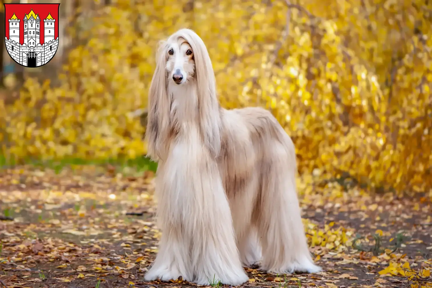 Afghan Hound puppies and breeders Salzburg Here you can find Afghan Hound breeders in Salzburg.