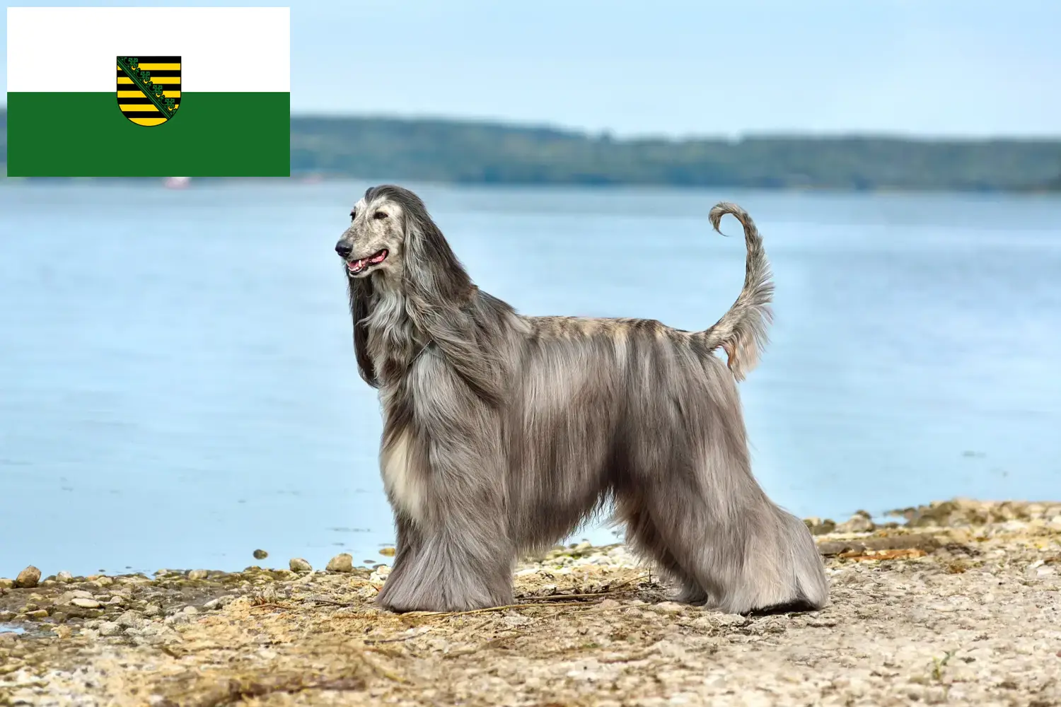 Afghan Hound puppies and breeders Saxony Here you can find Afghan Hound breeders in Saxony.