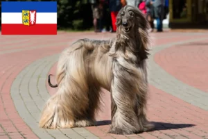 Read more about the article Afghan Hound breeders and puppies in Schleswig-Holstein