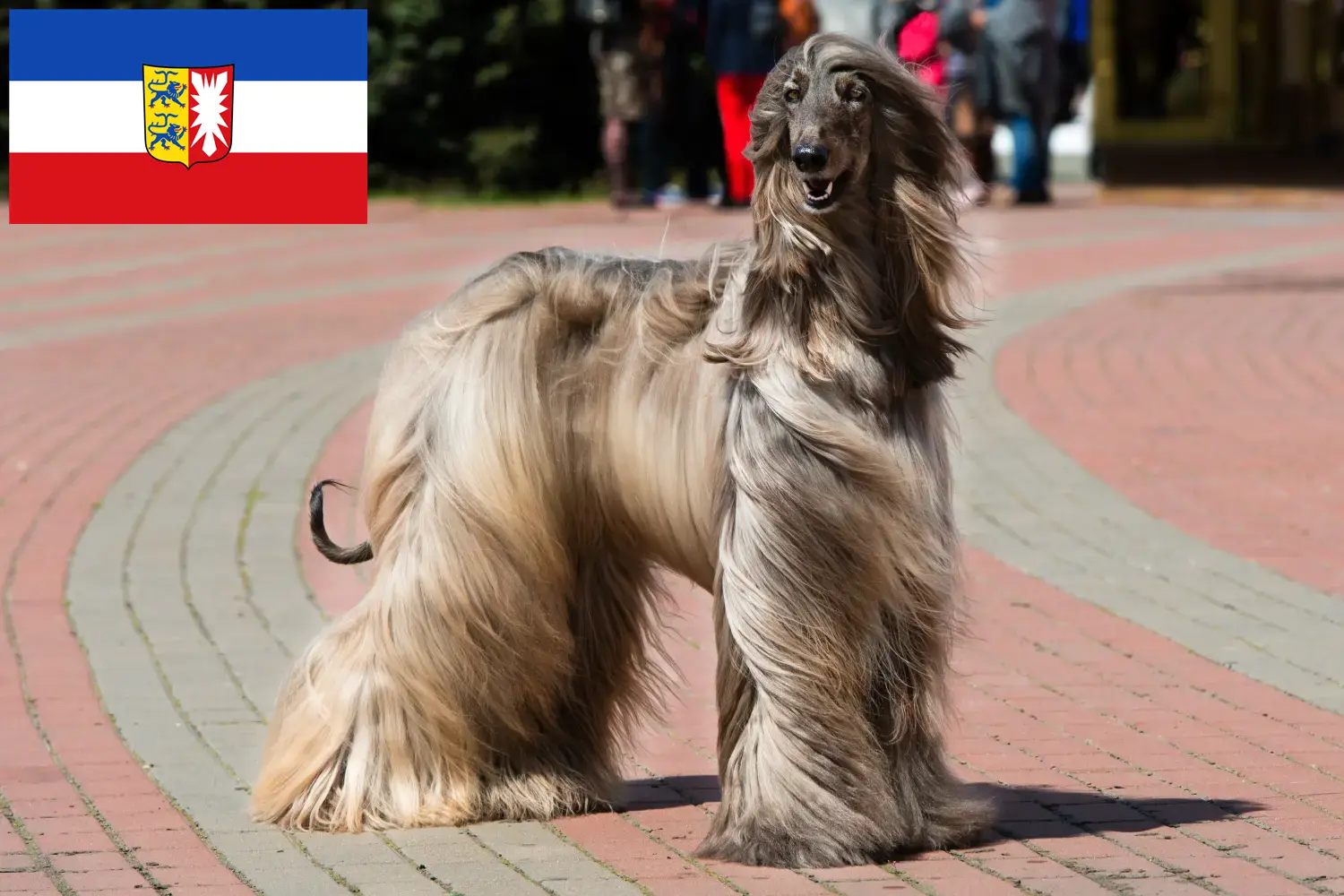 Afghan Hound puppies and breeders Schleswig-Holstein Here you can find Afghan Hound breeders in Schleswig-Holstein.