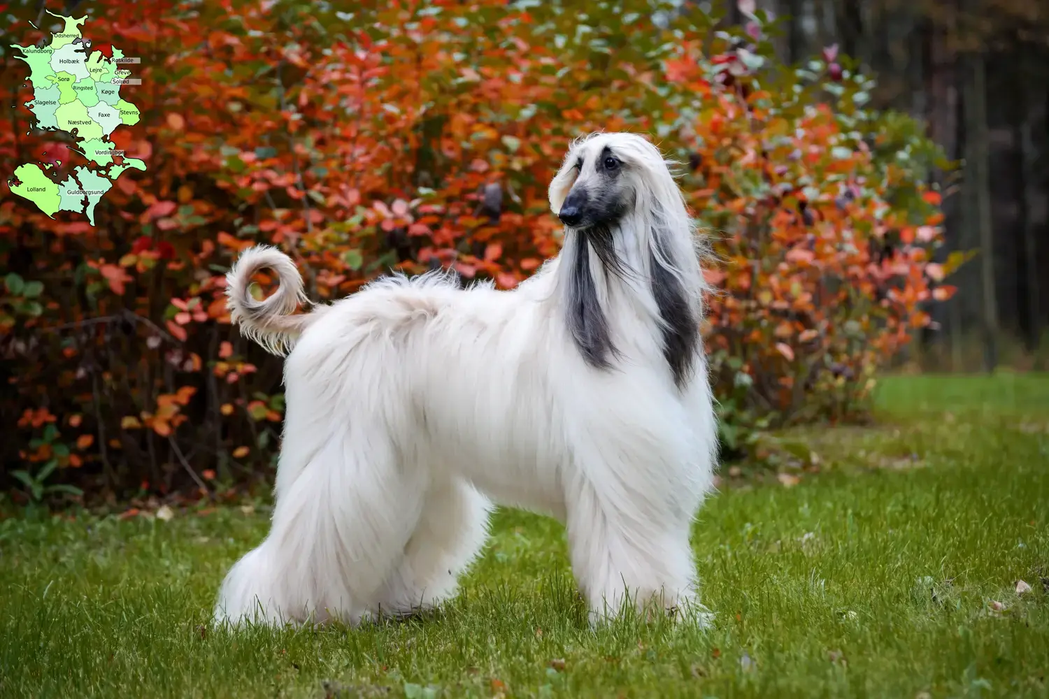 Afghan Hound puppies and breeders Sjælland Find Afghan Hound breeders in Sjælland.
