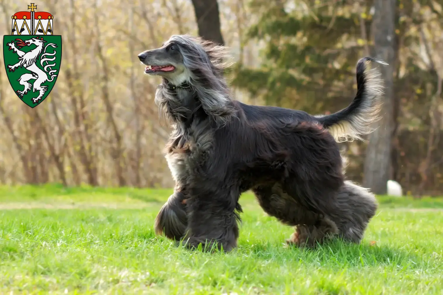 Afghan Hound puppies and breeders Styria Here you can find Afghan Hound breeders in Styria.