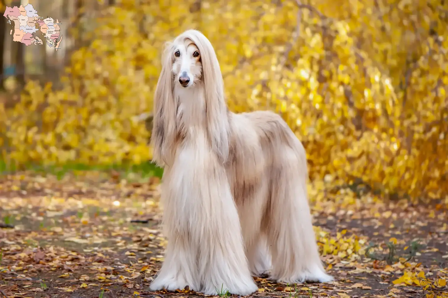 Read more about the article Afghan Hound breeders and puppies in Syddanmark