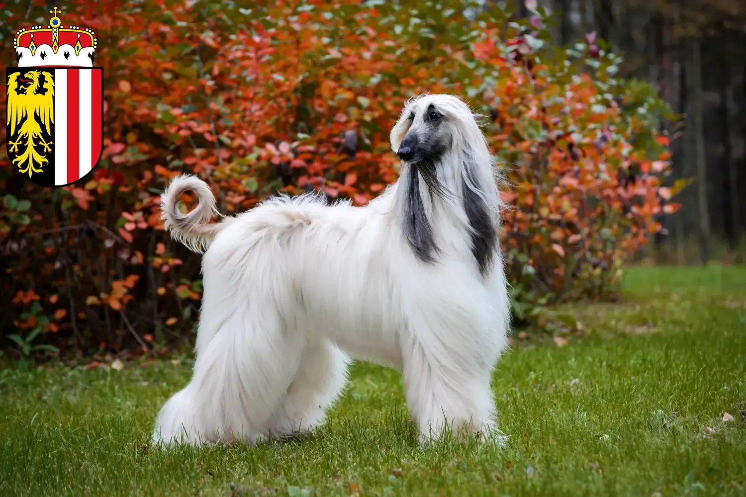 Afghan Hound puppies and breeders Upper Austria Here you can find Afghan Hound breeders in Upper Austria.