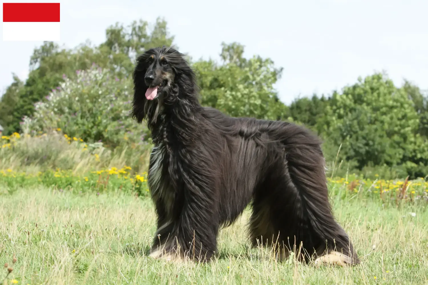 Afghan Hound puppies and breeders Vienna Find Afghan Hound breeders in Vienna here.