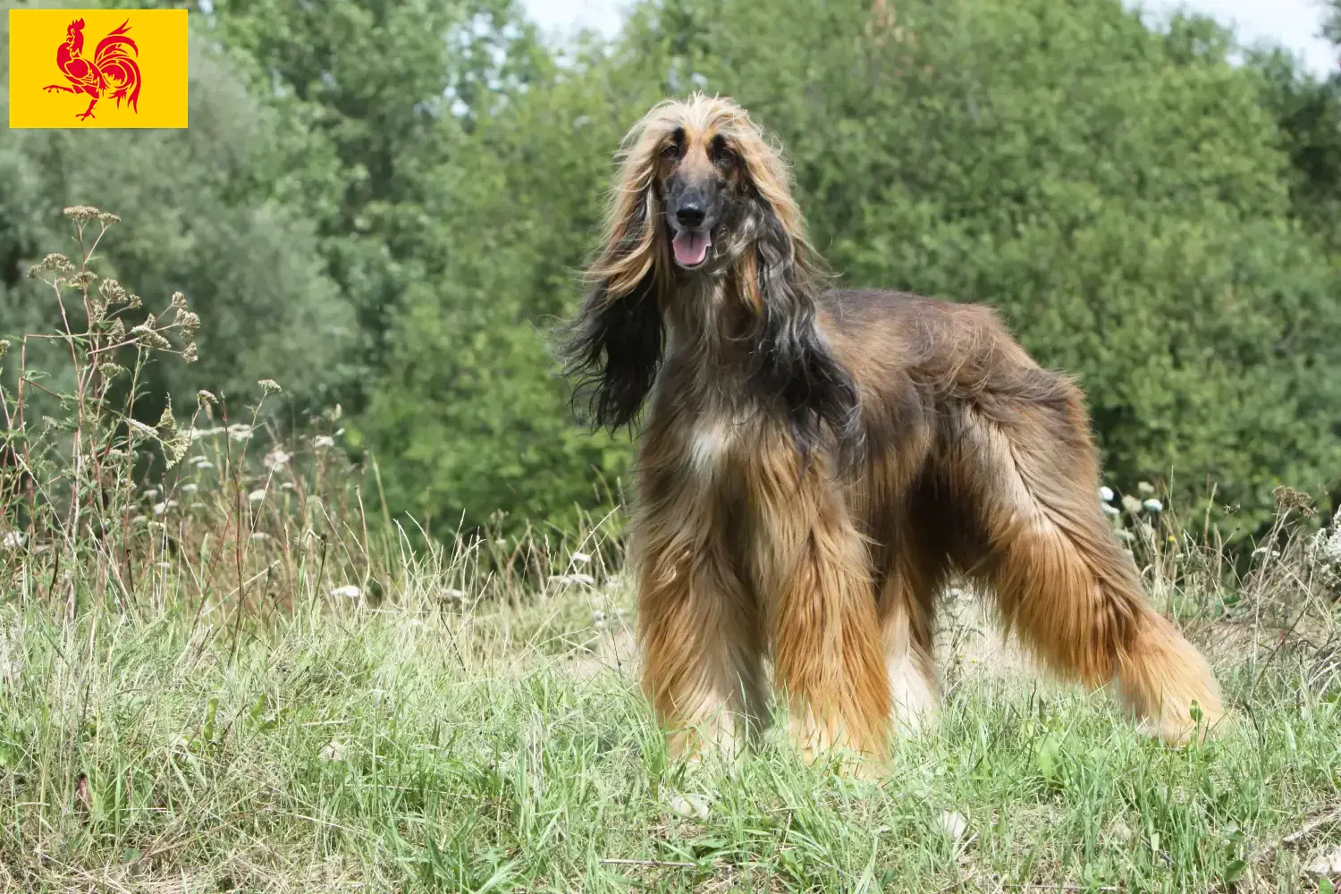 Read more about the article Afghan Hound breeders and puppies in Walloon Region