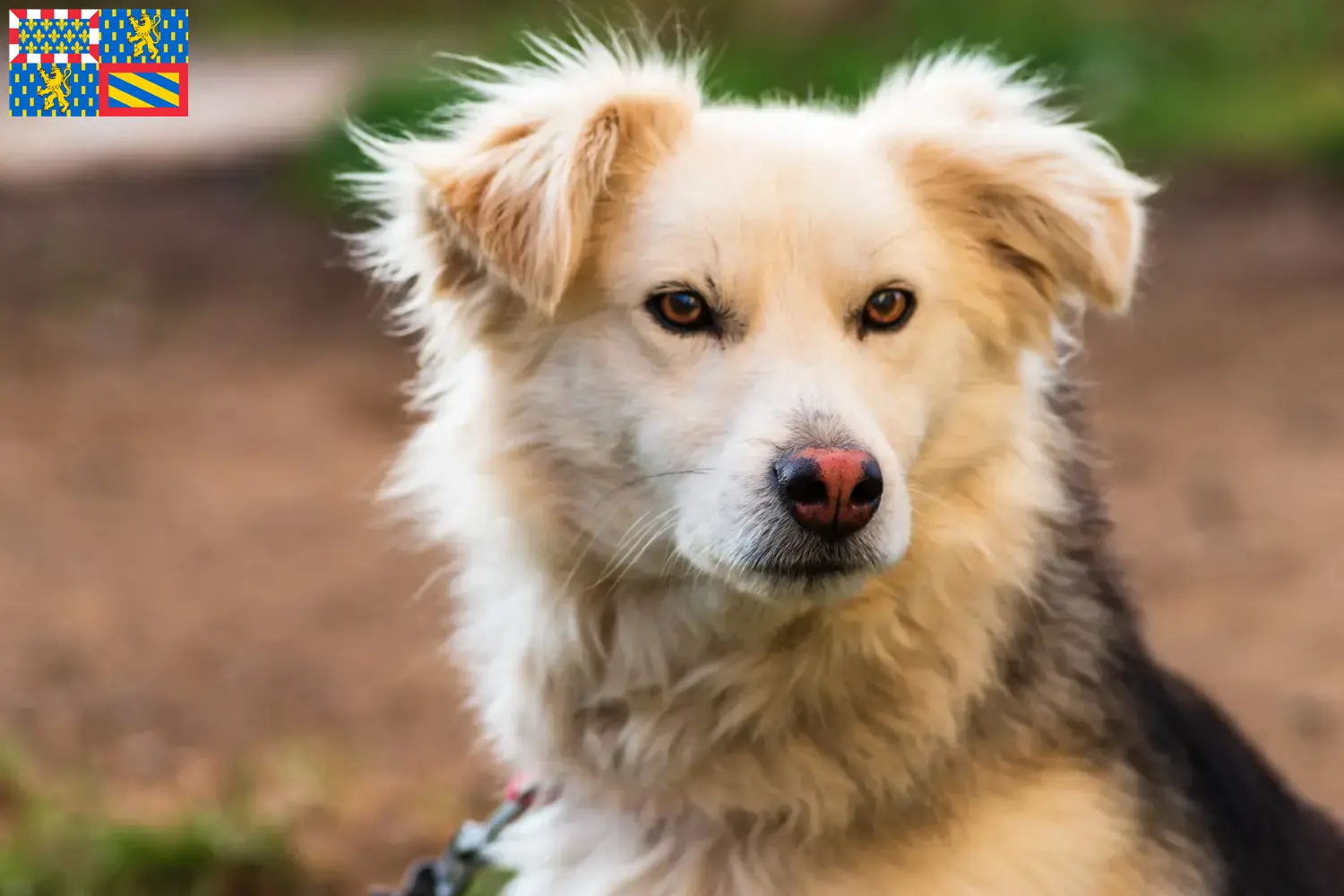 Read more about the article Aidi breeders and puppies in Bourgogne-Franche-Comté