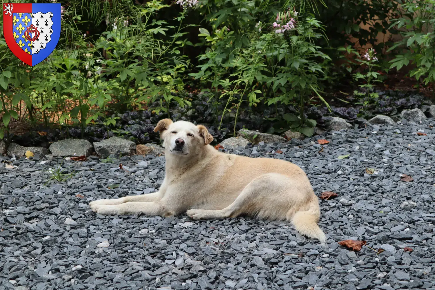 Aidi puppies and breeders Pays de la Loire Here you can find Aidis breeders in Pays de la Loire.
