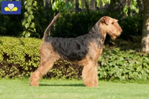 Read more about the article Airedale Terrier breeders and puppies in Brussels-Capital Region