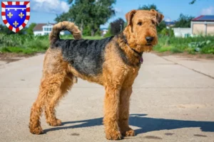 Read more about the article Airedale Terrier breeders and puppies in Centre-Val de Loire