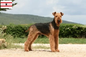 Read more about the article Airedale Terrier breeders and puppies in Drenthe