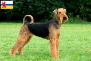 Read more about the article Airedale Terrier breeders and puppies in Limburg