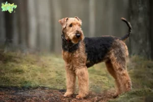 Read more about the article Airedale Terrier breeders and puppies in Midtjylland