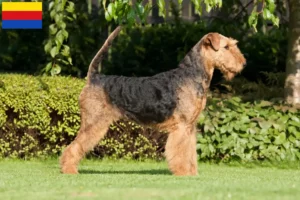 Read more about the article Airedale Terrier breeders and puppies in North Holland