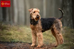 Read more about the article Airedale Terrier breeders and puppies in Occitania
