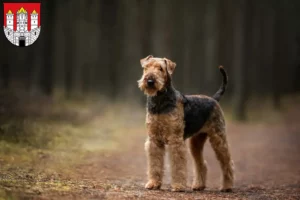 Read more about the article Airedale Terrier breeders and puppies in Salzburg
