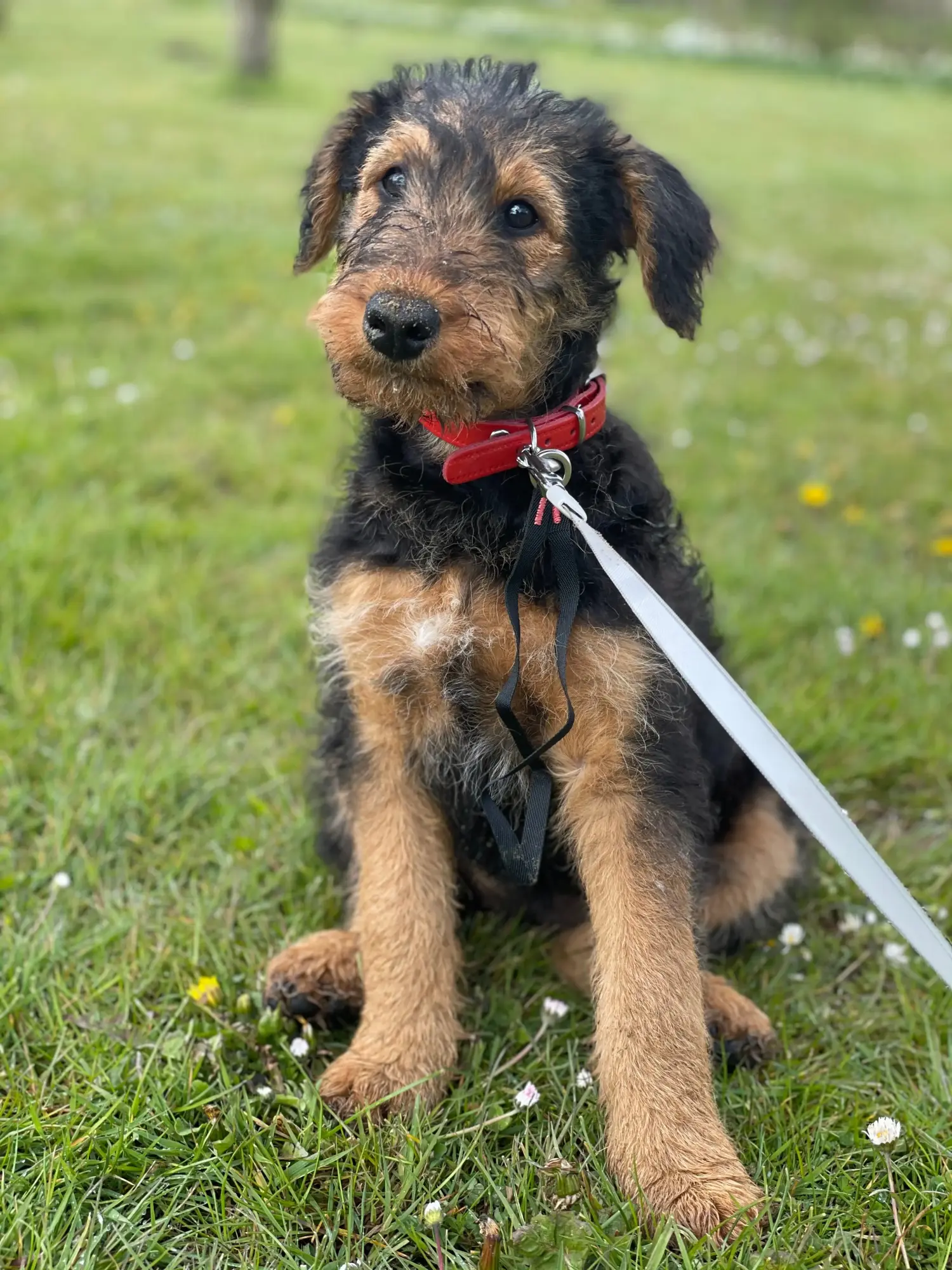 Buying an Airedale Terrier puppy means taking responsibility! Buy Airedale Terrier puppies.