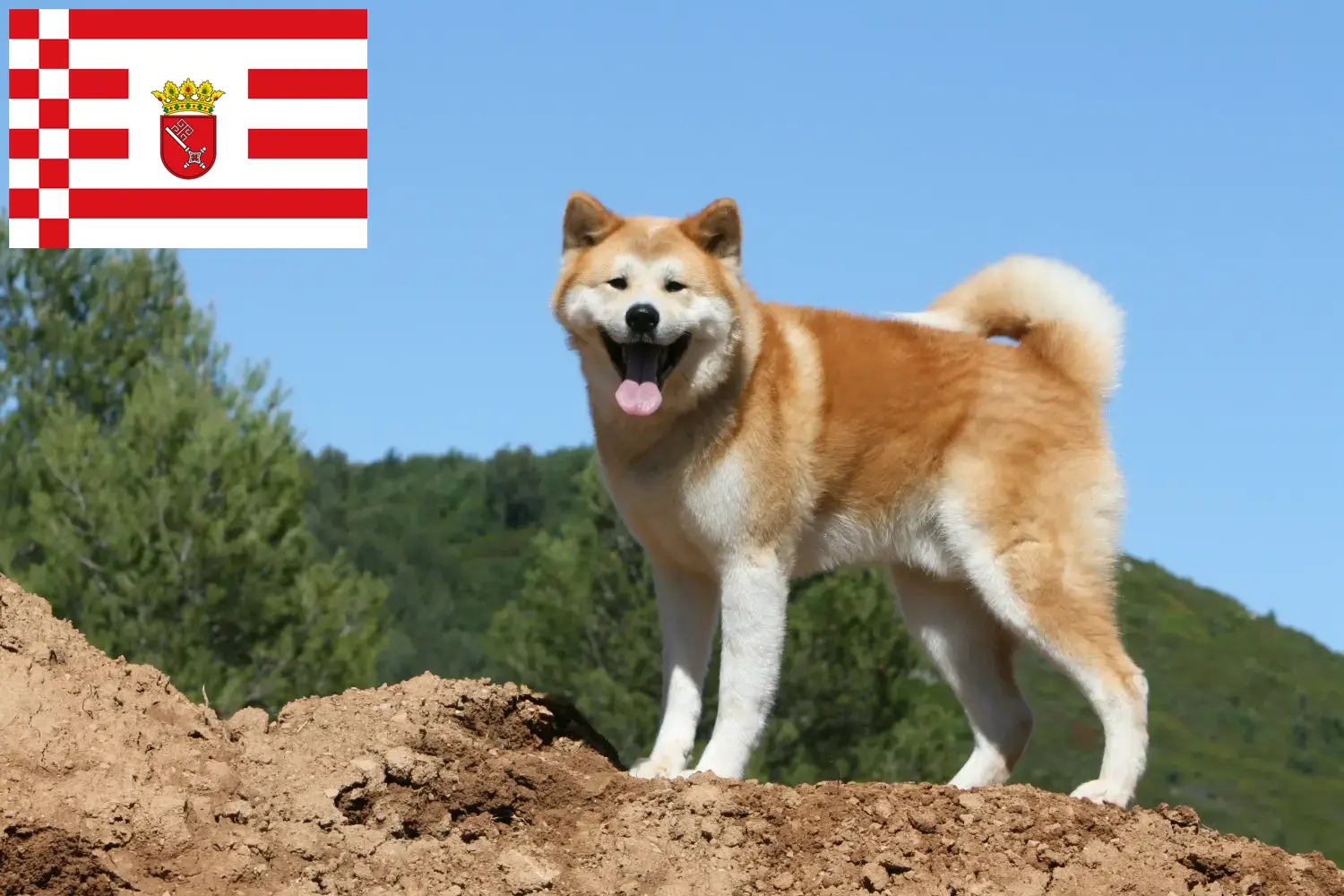 Akita puppies and breeders Bremen Here you can find Akitas breeders in Bremen.