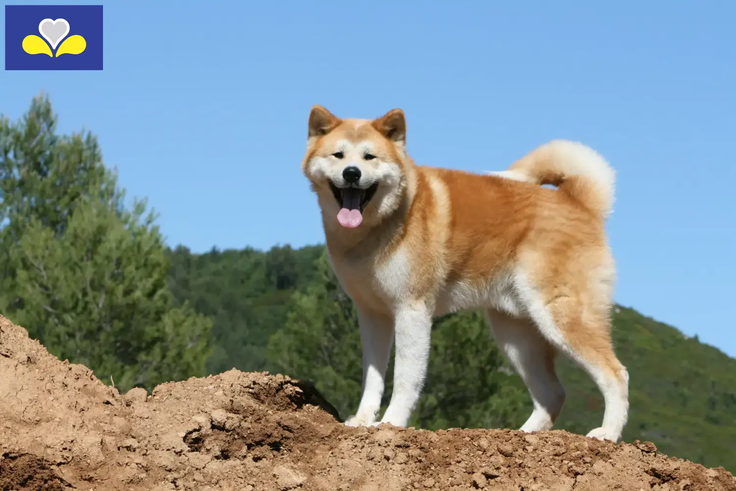 Akita puppies and breeders Brussels-Capital Region Here you can find Akitas breeders in Brussels-Capital Region.
