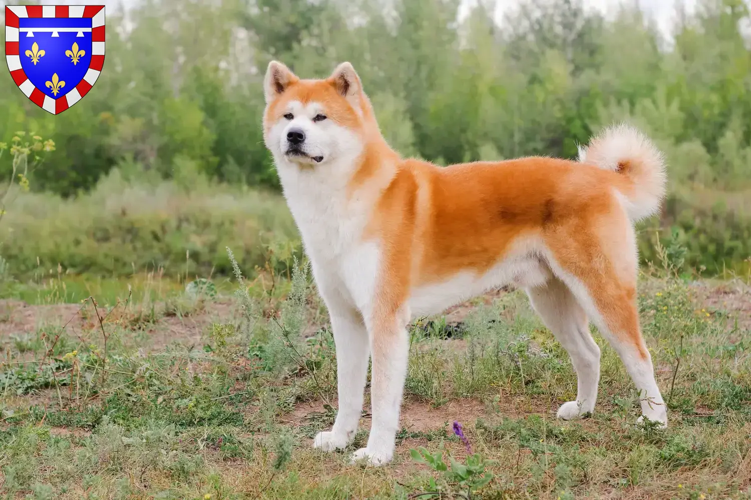 Akita puppies and breeders Centre-Val de Loire Here you can find Akitas breeders in Centre-Val de Loire.