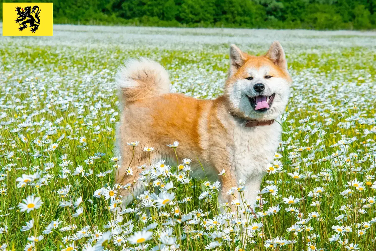 Akita puppies and breeders Flanders Here you can find Akitas breeders in Flanders.
