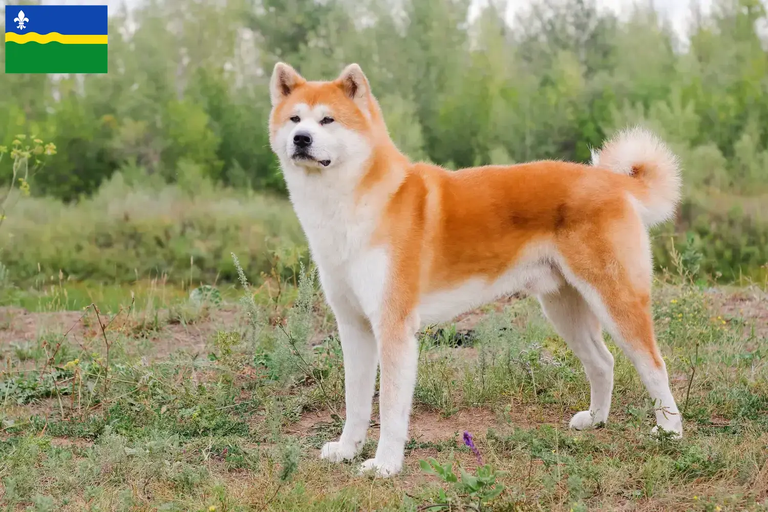 Akita puppies and breeders Flevoland Here you can find Akitas breeders in Flevoland.