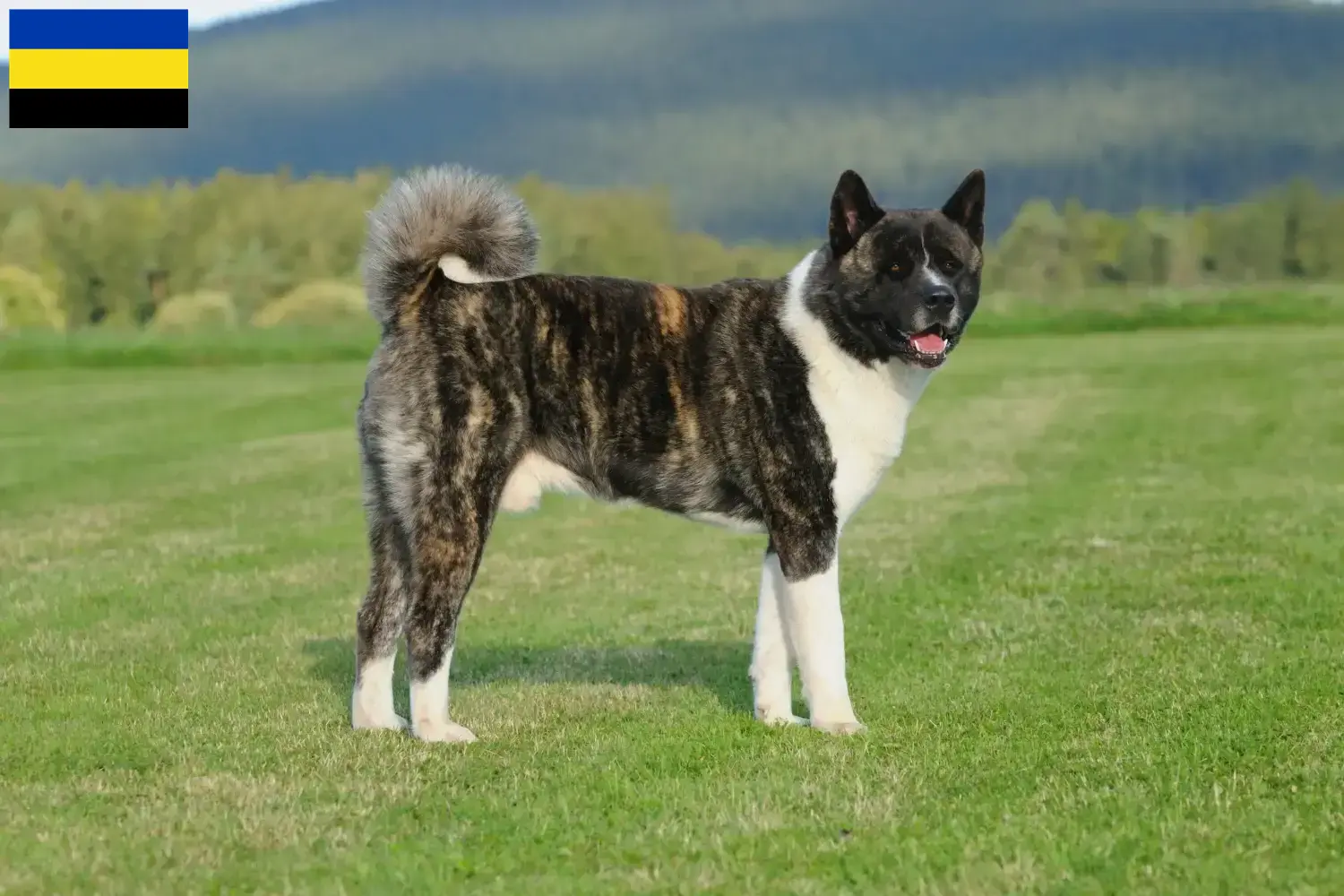 Akita puppies and breeder Gelderland Here you can find Akitas breeders in Gelderland.