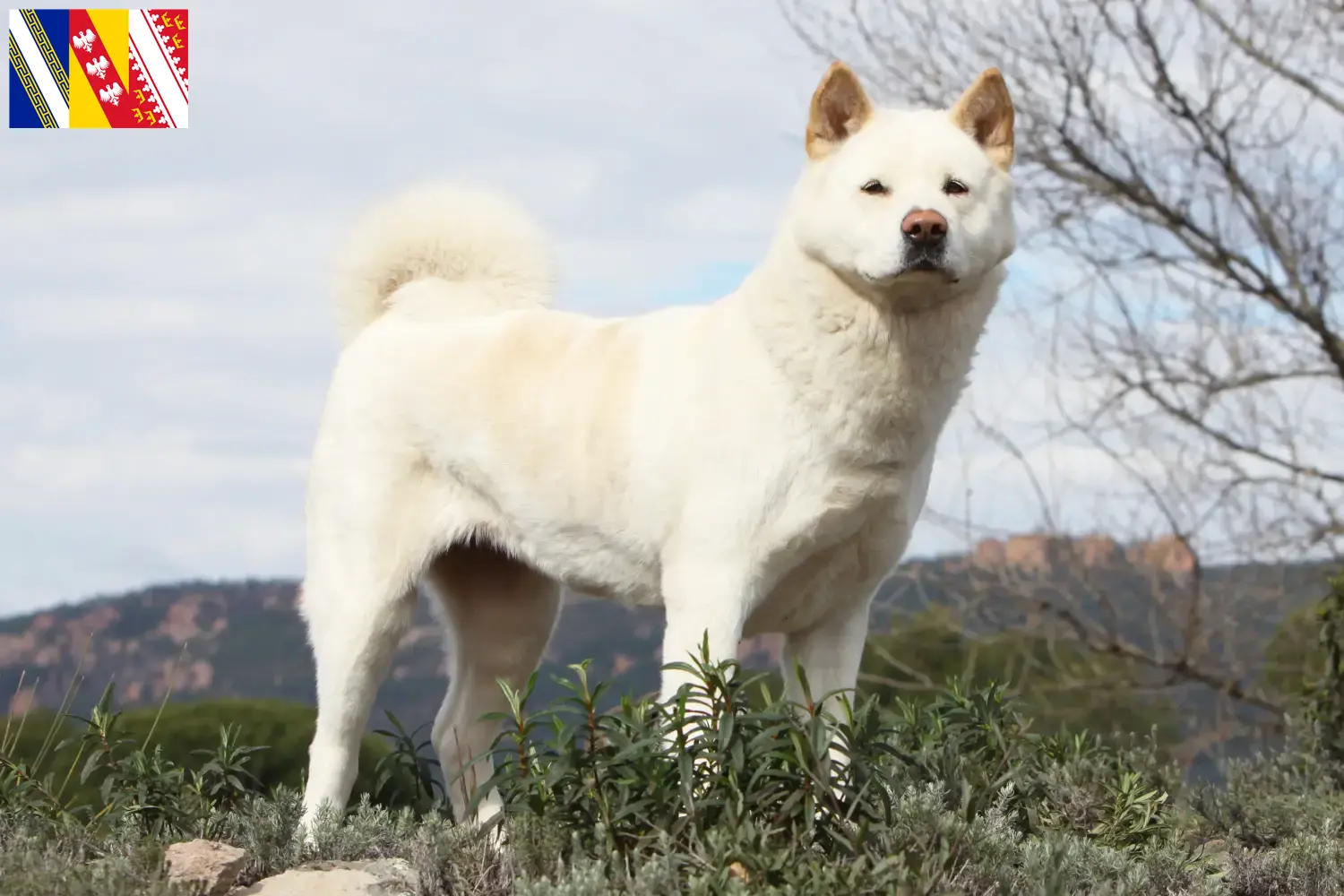 Akita puppies and breeder Grand Est Here you can find Akitas breeders in Grand Est.