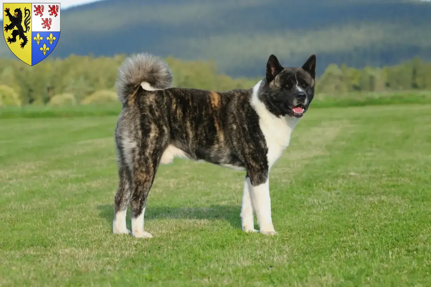 Akita puppies and breeders Hauts-de-France Here you can find Akitas breeders in Hauts-de-France.